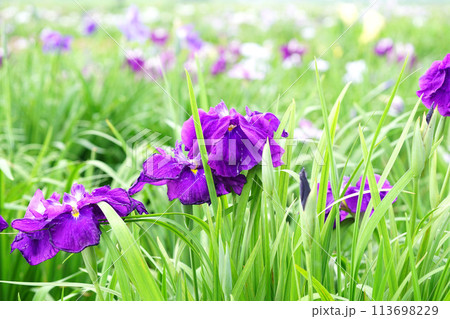 あやめの花 あやめの花 113698229