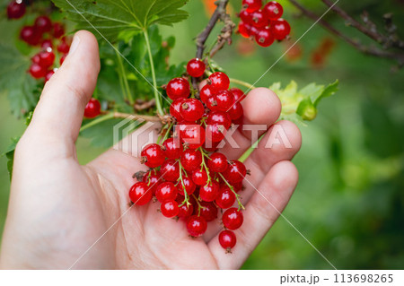 bunch of red currants berries in palm (hand) bunch of red currants berries in palm (hand) 113698265