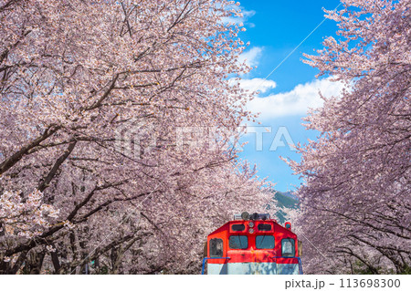 Cherry blossom and train in spring in Korea is the popular cherry blossom viewing spot, jinhae South Korea. Cherry blossom and train in spring in Korea is the popular cherry blossom viewing spot, jinhae South Korea. 113698300