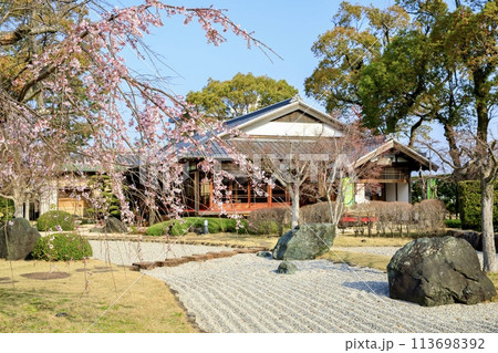 西尾市、西尾市歴史公園の旧近衛邸と満開の枝垂れ桜 113698392
