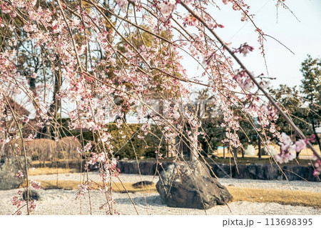 西尾市、西尾市歴史公園の旧近衛邸と満開の枝垂れ桜 113698395