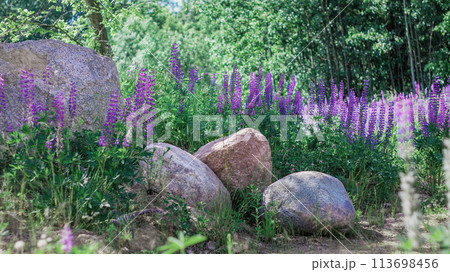 Summer rural scene, wild blooming lupines (lupin, lupinus) flowers, large granite boulder. Color correction in a cold tone. Summer rural scene, wild blooming lupines (lupin, lupinus) flowers, large granite boulder. Color correction in a cold tone. 113698456