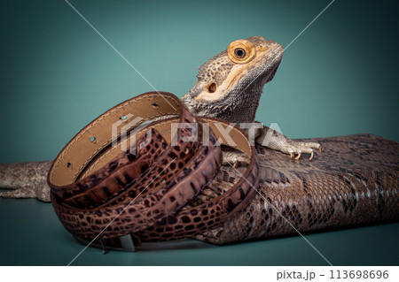 The lizard looks unkindly and with condemnation at reptile leather products. The skin of crocodiles and other exotic animals in the production of leather goods. 113698696