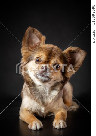 Furry and well groomed funny cockeyed chihuahua dog close-up portrait. Isolated on black background. Vertical image. Furry and well groomed funny cockeyed chihuahua dog close-up portrait. Isolated on black background. Vertical image. 113698699