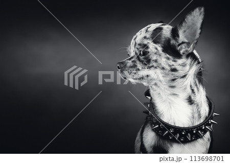 Guardian service small hand-dog chihuahua with collar with spikes is wathching. Studio isolated black and white portrait. Copy space. Light "film" grain. 113698701