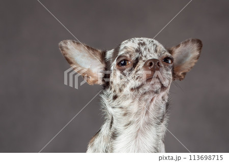 Portrait of cute slim short hair merle color chihuahua dog isolated on gray background. Portrait of cute slim short hair merle color chihuahua dog isolated on gray background. 113698715