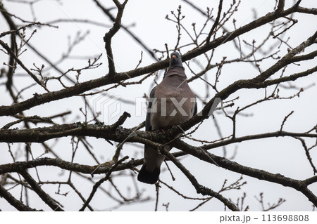 Bird is on the branch. Oriental turtle dove or rufous turtle dove Bird is on the branch. Oriental turtle dove or rufous turtle dove 113698808