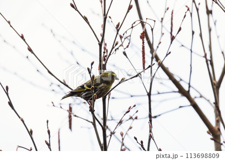 Yellow gray bird is on the branch. The Eurasian siskin, female 113698809
