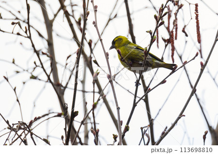 Yellow bird is on the branch. The Eurasian siskin, male Yellow bird is on the branch. The Eurasian siskin, male 113698810