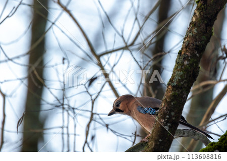 Colorful bird is on the branch in winter forest. Eurasian jay 113698816