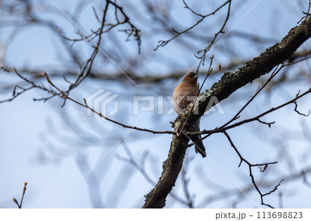 Little bird is on the branch. The Eurasian chaffinch, common chaffinch 113698823