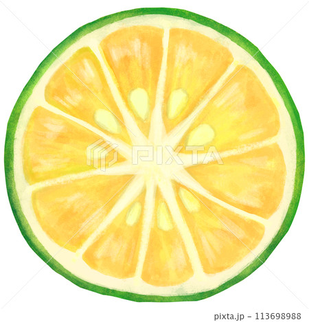 かぼすの断面のイラスト かぼすの断面のイラスト 113698988