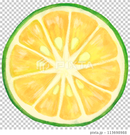 かぼすの断面のイラスト かぼすの断面のイラスト 113698988