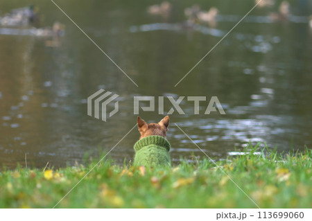 Warmly dressed small dog (chihuahua) looking at the lake or pond. Defocused ducks are passing by in the water. Autumn vibes. Warmly dressed small dog (chihuahua) looking at the lake or pond. Defocused ducks are passing by in the water. Autumn vibes. 113699060