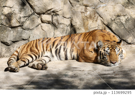 Close up Indochinese tiger is rest Close up Indochinese tiger is rest 113699295