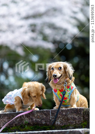 桜の咲いた公園で散歩するダックスフンド 桜の咲いた公園で散歩するダックスフンド 113699363