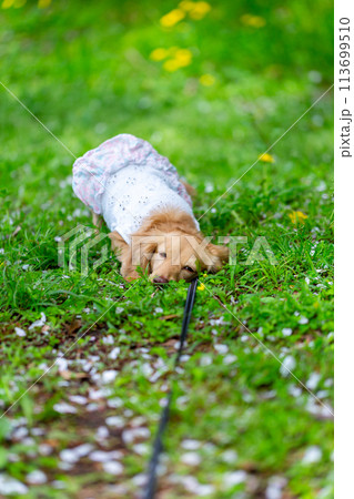 公園で散歩をするダックスフンド 公園で散歩をするダックスフンド 113699510