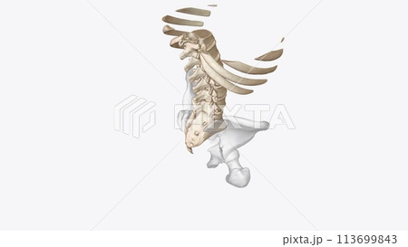 Abdomen Transverse, Axial skeleton 113699843