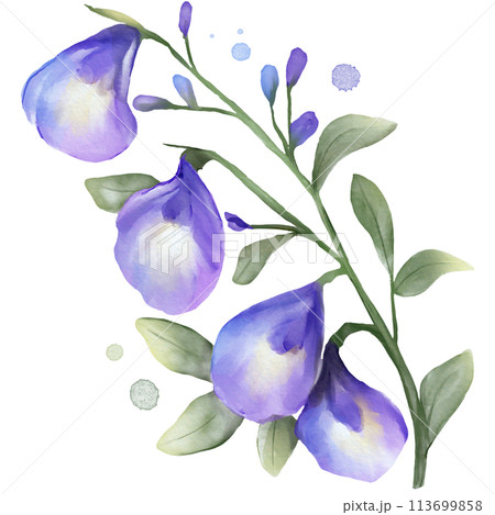 Butterfly Pea Flower Watercolor Isolated 113699858