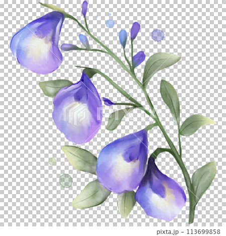 Butterfly Pea Flower Watercolor Isolated 113699858
