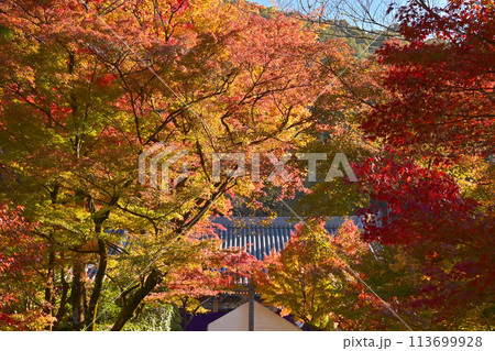 紅葉に包まれた阿弥陀堂　紅葉の京都永観堂　京都の紅葉の名所　秋の京都人気スポット　　 113699928