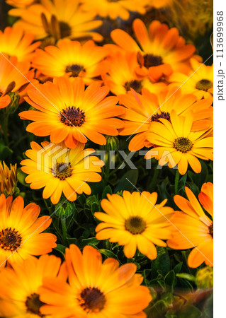 花 フラワー お花 113699968