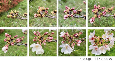 桜のつぼみ_開花までの経過観察写真_8段階_横長_二段 113700059