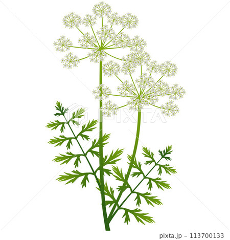 Regular cumin inflorescence with green leaves on a white background. Regular cumin inflorescence with green leaves on a white background. 113700133