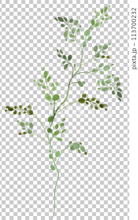 Watercolor tiny twig with green leaves isolated...のイラスト素材 [113700232 ...