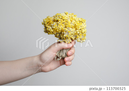 Yellow flower helichrysum. Blossom plant herb for herbal tea, oil Yellow flower helichrysum. Blossom plant herb for herbal tea, oil 113700325