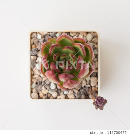 Small Echeveria succulent flower in pot on white background Small Echeveria succulent flower in pot on white background 113700475