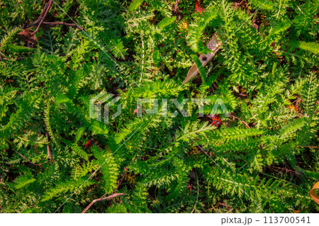 Fresh green grass background. Beauty of springtime nature. Red bugs in the moss. Spring lawn pattern. Nature in details. Green plants macro. Ecosystem closeup. April landscape. Fresh green grass background. Beauty of springtime nature. Red bugs in the moss. Spring lawn pattern. Nature in details. Green plants macro. Ecosystem closeup. April landscape. 113700541