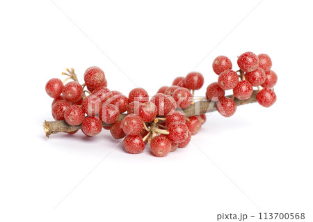 Red bullberry on white background Red bullberry on white background 113700568