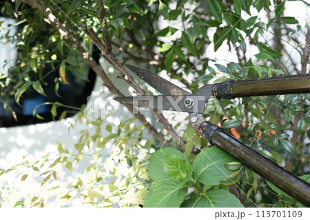 庭木の枝切りをする造園業の作業員 113701109