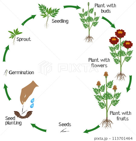 Life cycle of marigold plant on a white background. 113701464
