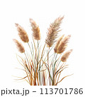Vintage-inspired watercolor depiction of a Pampas Grass bouquet, suitable for crafting timeless prints, fabric patterns, and botanical illustrations. 113701786