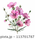 Nostalgic illustration of a pink wildflower in vintage watercolor style, suitable for creating dreamy posters, digital wallpapers, and scrapbook layouts. 113701787