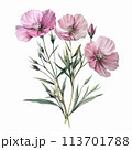 Graceful vintage watercolor rendition of a pink wildflower, perfect for enhancing botanical illustrations, packaging designs, and social media graphics. 113701788