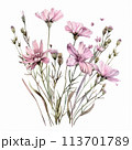 Vintage-inspired watercolor illustration of a pink wildflower, ideal for adding a rustic charm to greeting cards, calendars, and nature-themed designs. 113701789