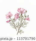 Elegant depiction of a pink wildflower in vintage watercolor, suitable for crafting timeless wedding stationery, fabric patterns, and decorative art prints. 113701790