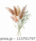 Charming illustration of Pampas Grass in vintage watercolor style, perfect for creating romantic invitations, stationery, and rustic-themed decor. 113701797