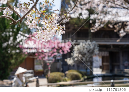 【第1番札所】霊山寺の桜【四国八十八箇所】 【第1番札所】霊山寺の桜【四国八十八箇所】 113701806