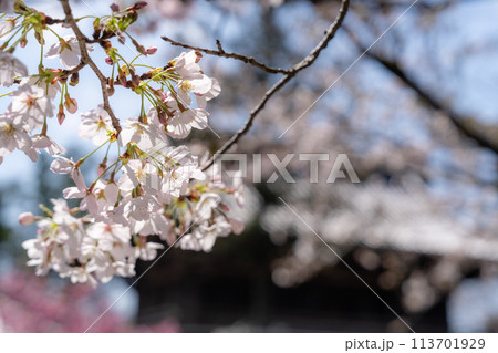 【第1番札所】霊山寺の桜【四国八十八箇所】 113701929
