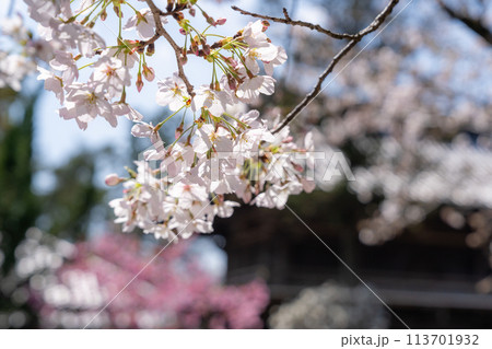 【第1番札所】霊山寺の桜【四国八十八箇所】 【第1番札所】霊山寺の桜【四国八十八箇所】 113701932