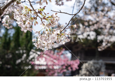 【第1番札所】霊山寺の桜【四国八十八箇所】 【第1番札所】霊山寺の桜【四国八十八箇所】 113701955