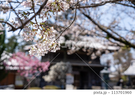 【第1番札所】霊山寺の桜【四国八十八箇所】 【第1番札所】霊山寺の桜【四国八十八箇所】 113701960