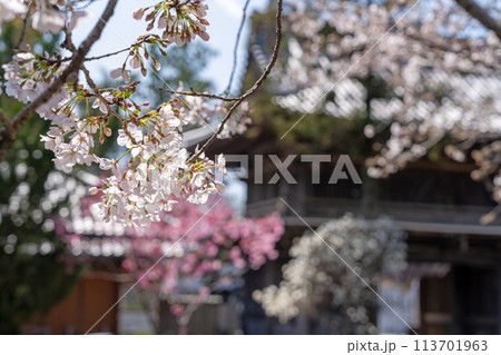 【第1番札所】霊山寺の桜【四国八十八箇所】 113701963