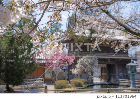 【第1番札所】霊山寺の桜【四国八十八箇所】 113701964