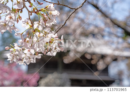 【第1番札所】霊山寺の桜【四国八十八箇所】 113701965