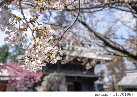 【第1番札所】霊山寺の桜【四国八十八箇所】 【第1番札所】霊山寺の桜【四国八十八箇所】 113701967